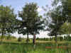 bur oak hwk.jpg (144861 bytes)