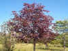 crimson.jpg (117484 bytes)