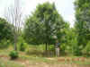 lace bark elm.jpg (119424 bytes)