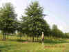 pin oak.jpg (112109 bytes)