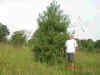 pine.jpg (71505 bytes)