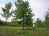 red maplejim.jpg (96134 bytes)