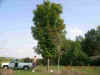 sugar maple.jpg (69273 bytes)