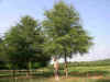 willowshw.jpg (105792 bytes)
